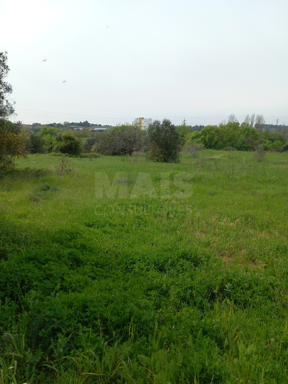 Terreno rústico com 4,04 hectares com olival, sobreiros, vinha e curso de água