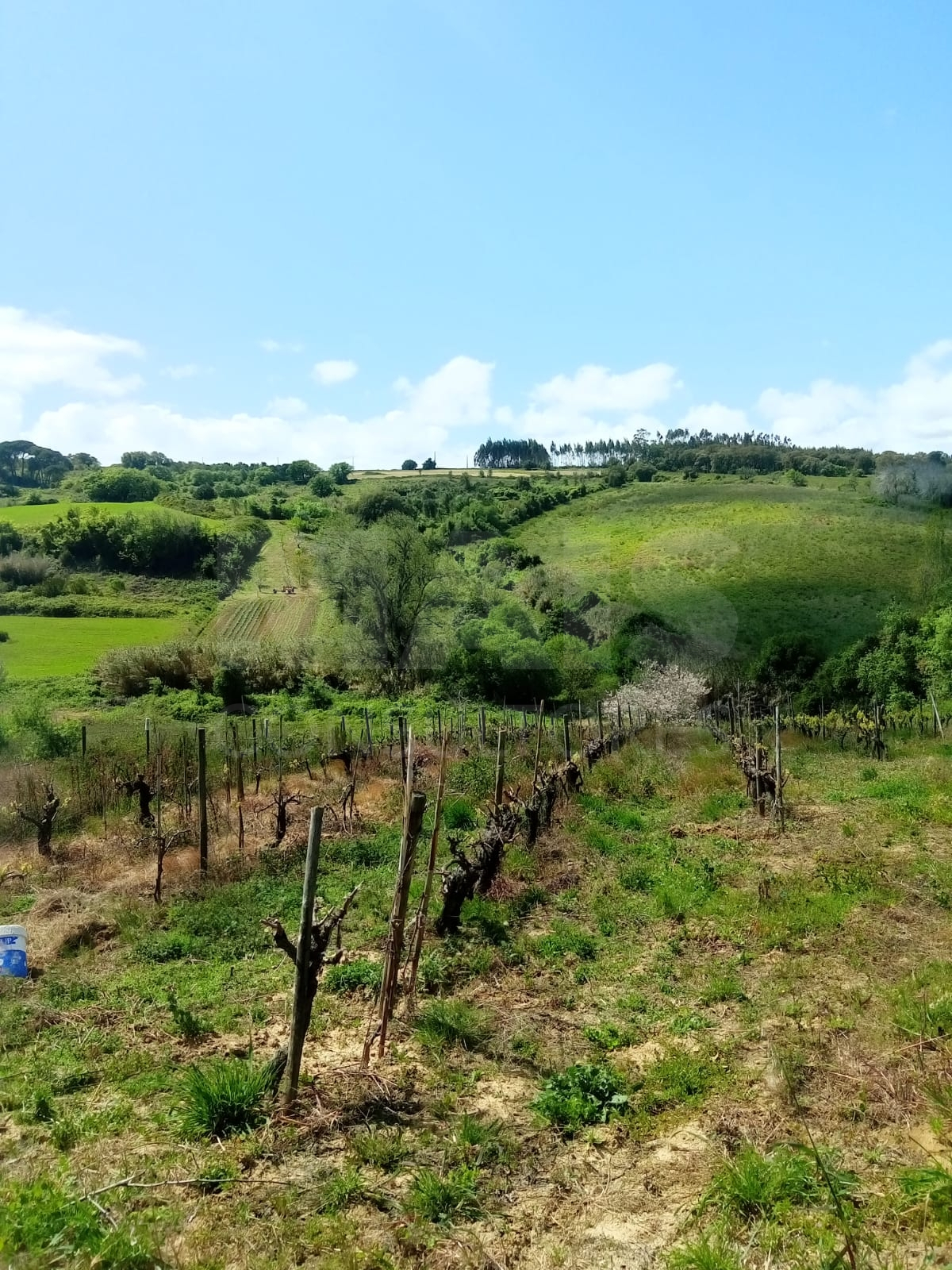 Terreno Rústico a 5km de Arruda dos Vinhos